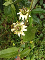 Passiflora chelidonea
