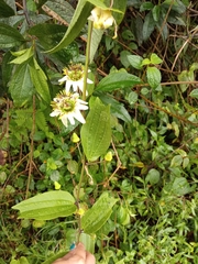 Passiflora chelidonea