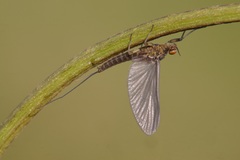 Ephemeroptera