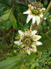 Passiflora chelidonea