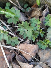 Geranium