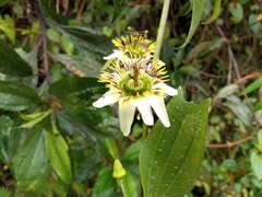 Passiflora chelidonea