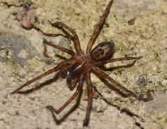 Amaurobius fenestralis