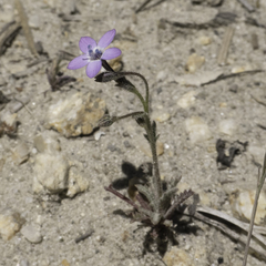 Gilia tenuiflora