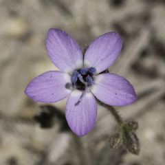 Gilia tenuiflora