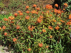 Euphorbia griffithii
