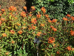 Euphorbia griffithii