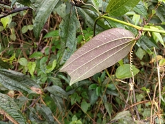 Passiflora chelidonea