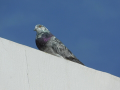 Columba livia domestica