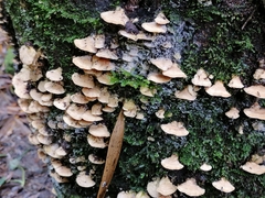 Agaricomycetes