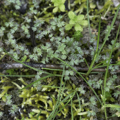 Alchemilla occidentalis