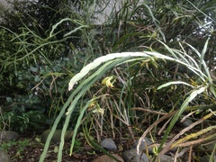 Carmichaelia williamsii