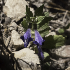 Scutellaria tuberosa