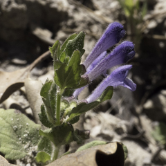 Scutellaria tuberosa