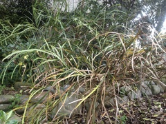 Carmichaelia williamsii