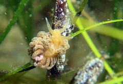 Spurilla neapolitana