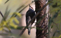 Climacteris erythrops