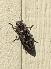 Chalcophora virginiensis