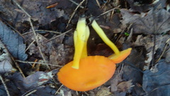 Hydrocybe