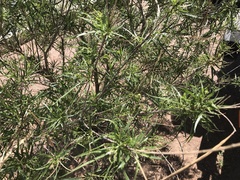 Gomphocarpus fruticosus