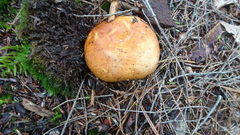 Russula foetentula