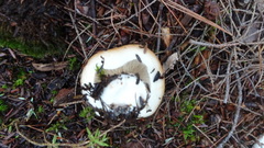 Russula foetentula