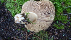 Russula foetentula