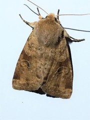 Orthosia rubescens