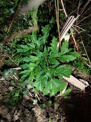 Heracleum mantegazzianum