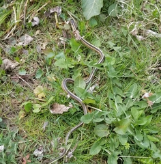 Thamnophis sirtalis