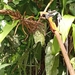 Pitcairnia brongniartiana - Photo (c) Salo, alguns direitos reservados (CC BY-NC), uploaded by Salo