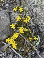 Hibbertia procumbens