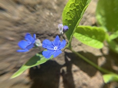 Omphalodes