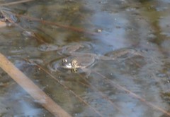Lithobates sylvaticus image