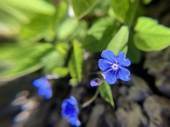 Omphalodes