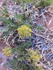 Lomatium latilobum