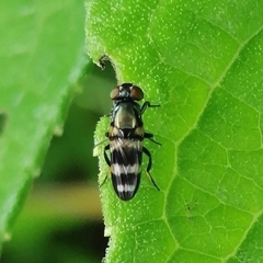 Ulidiinae
