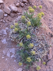 Lomatium latilobum