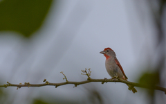 Piranga roseogularis