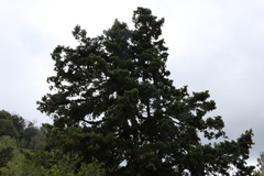 Juniperus drupacea