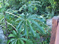 Cecropia adenopus
