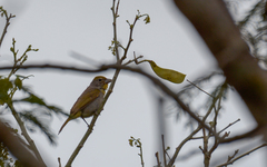 Piranga roseogularis
