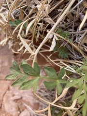 Lomatium latilobum