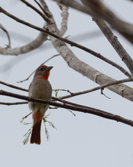 Piranga roseogularis