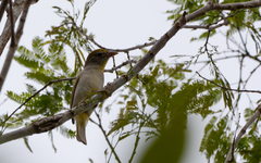 Piranga roseogularis