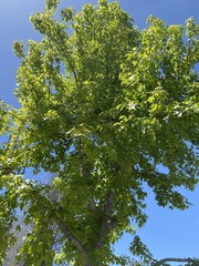 Liquidambar orientalis