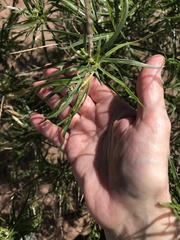 Gomphocarpus fruticosus