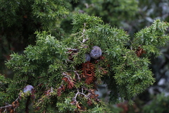 Juniperus drupacea