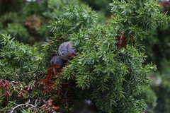 Juniperus drupacea