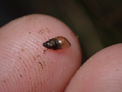 Potamopyrgus antipodarum